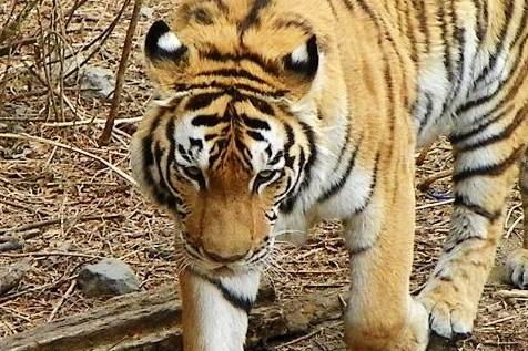 肖虎 来自搜狐网