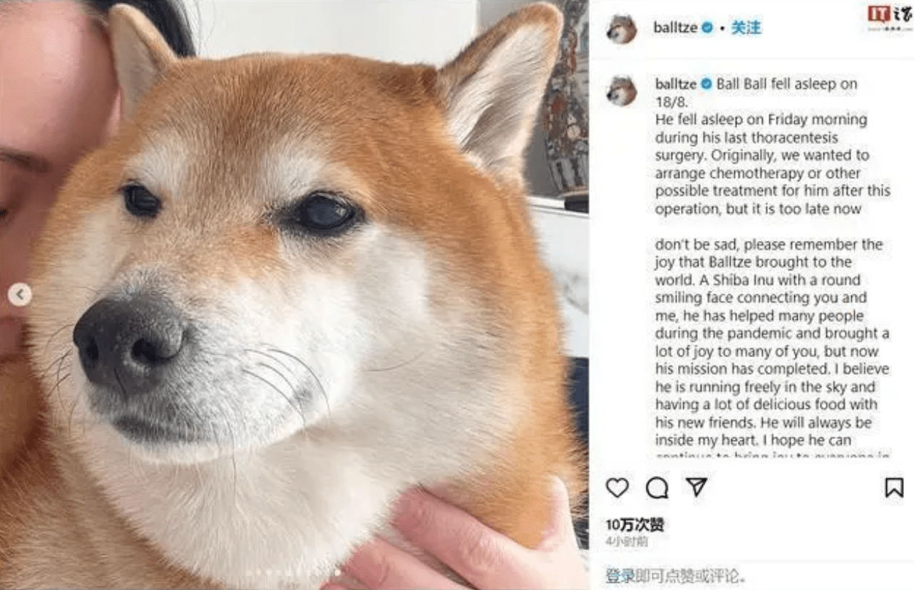 还记得表情包小狗Cheems吗？它的原型去世了..._搜狐网