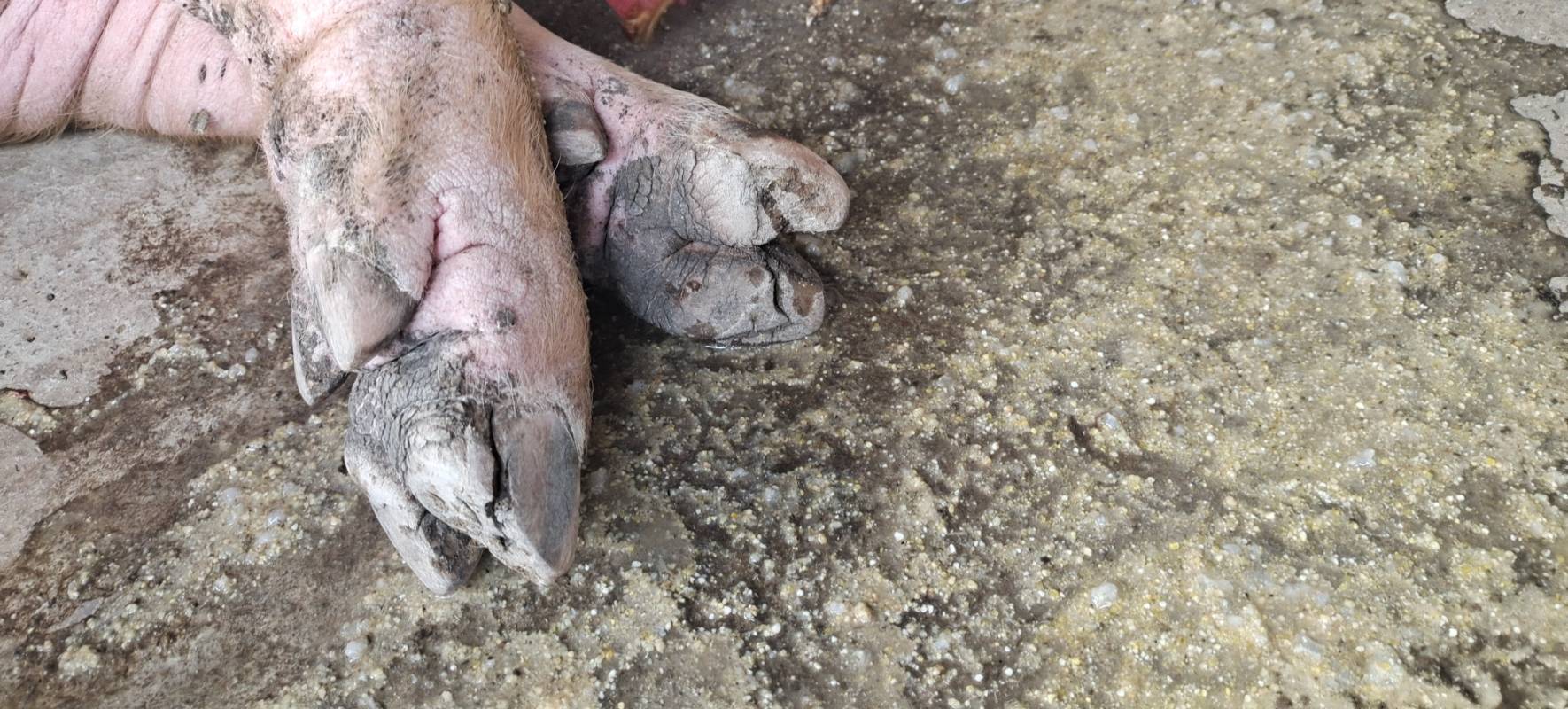 猪蹄裂病怎么快速治疗?本文帮你解答!