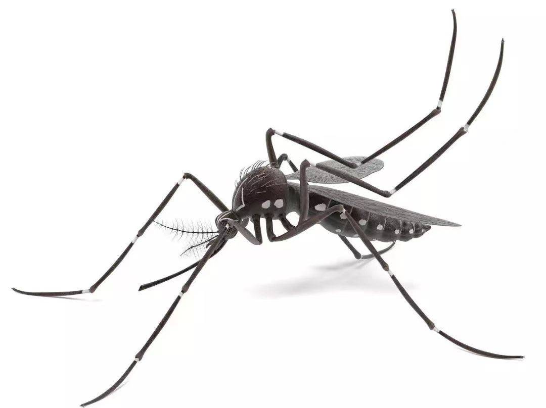 本月蚊蝇密度上升！小蚊子能致命，“登革热”怎么防？插图10