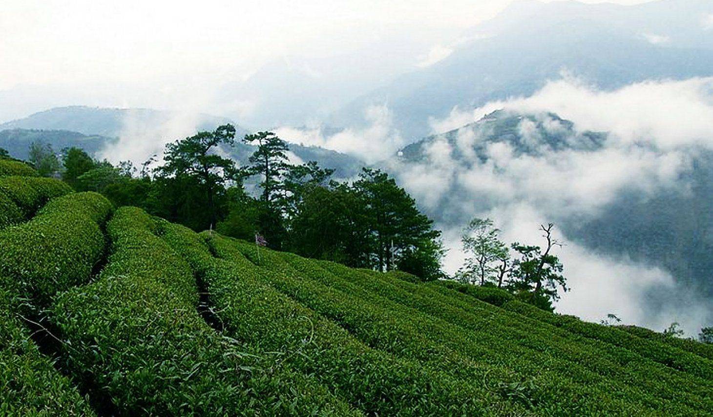 茶文化之中国十大名(庐山云雾茶)_茶叶_鲜叶_水汽