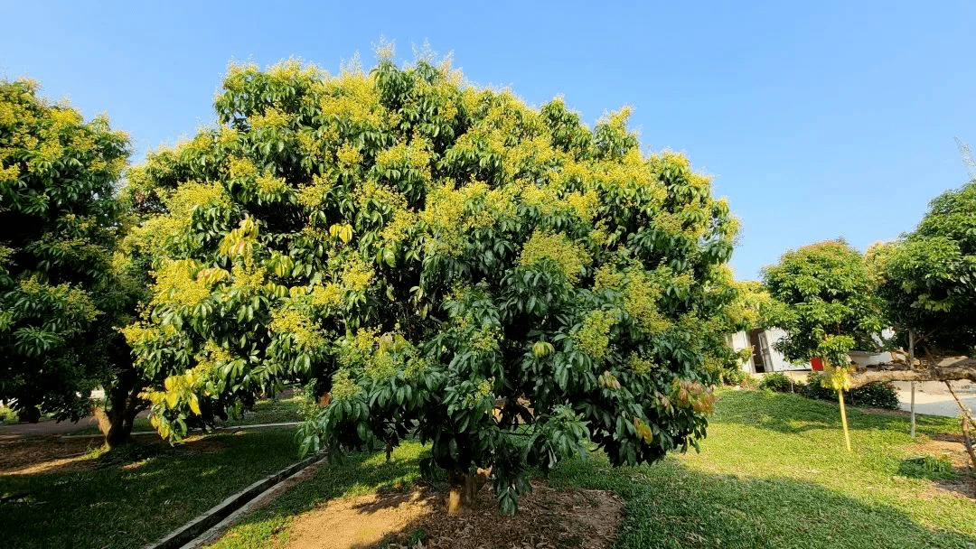 广州从化丨5g智慧荔枝果园,带娃一起制茶,学茶道,品茶香_科技_农业