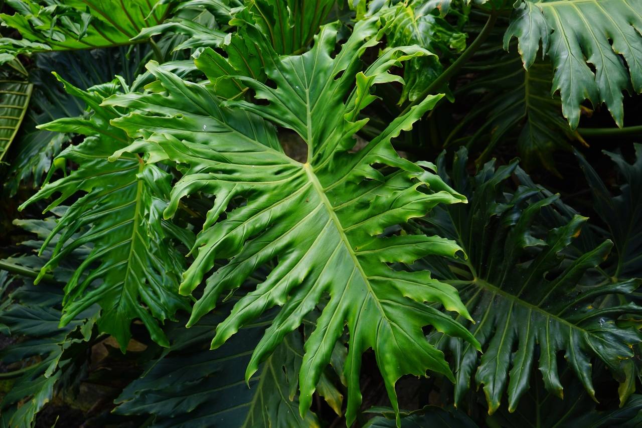 热带大叶子植物图片