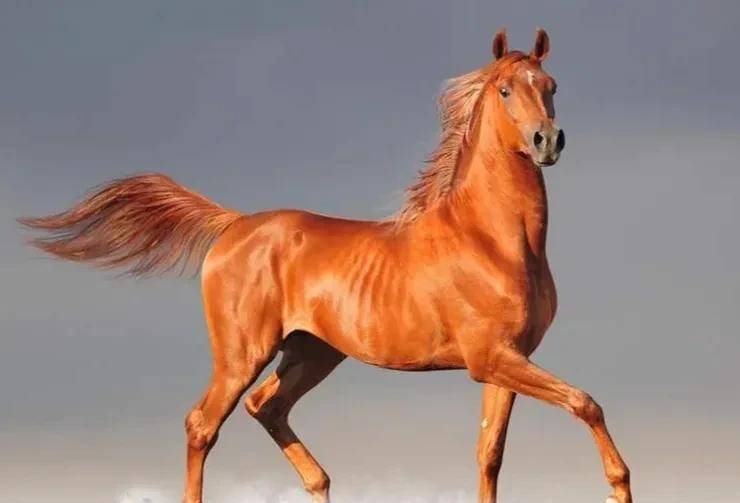 隋唐演义里面最著名的八匹战马,它们最终的结局如何?