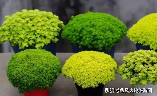 佛甲草真好养,跟着花友学4个技巧,2个月长出一大片,还能开花_植物