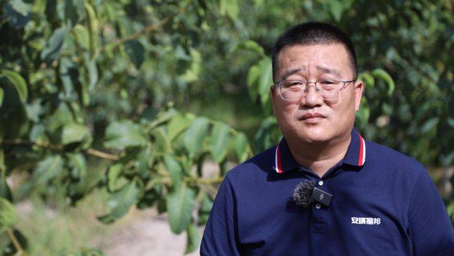 安琪福邦酵母营养肥:提质行动 ——抗冻的胖核桃_焦勇_品质_冻害