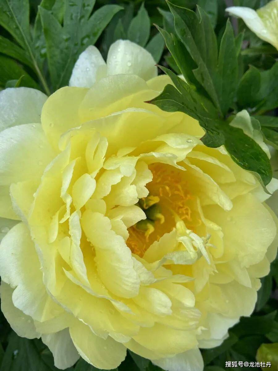 龙池牡丹|姚黄牡丹,在古代为何是天价?