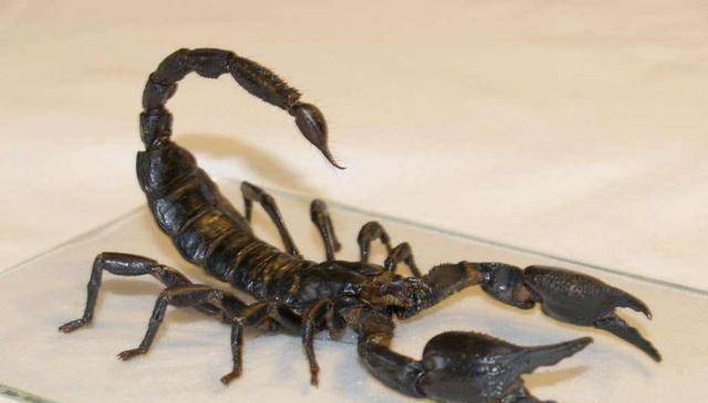 不知道海米们有没有发现这位瘟灾死胖子的辫子特别像蝎子的尾巴,狮子