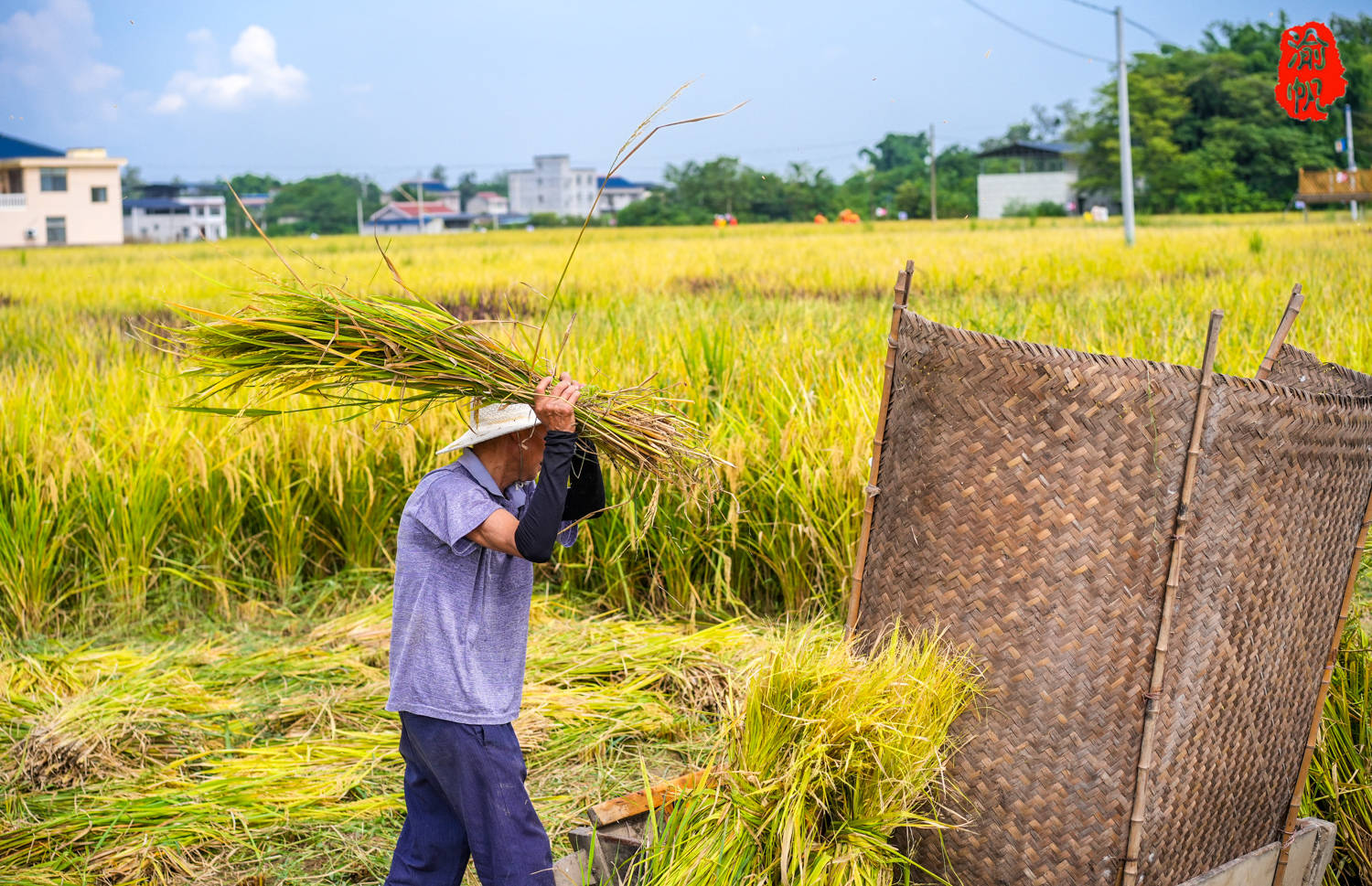 我们在现场看到,大佛坝的稻田丰收现场有两大阵营,分为机收区和传统