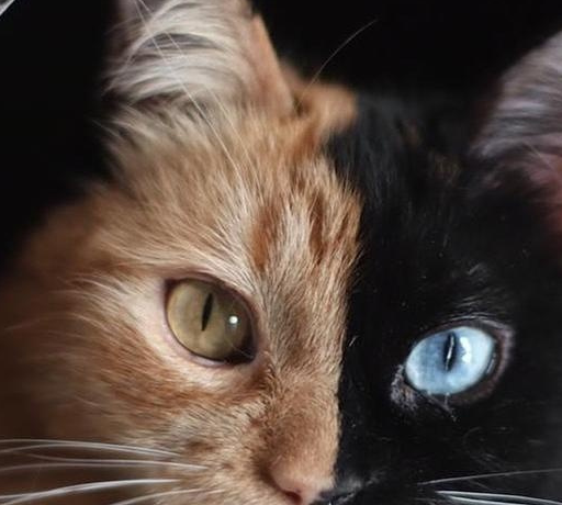 神奇小猫天生就有特殊的基因,长的阴阳脸和魔法异色的瞳孔_myra_胚胎
