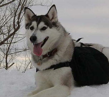 俄罗斯犬盘点 俄罗斯有哪些狗是比较出名的!_萨摩耶_能力_玩具
