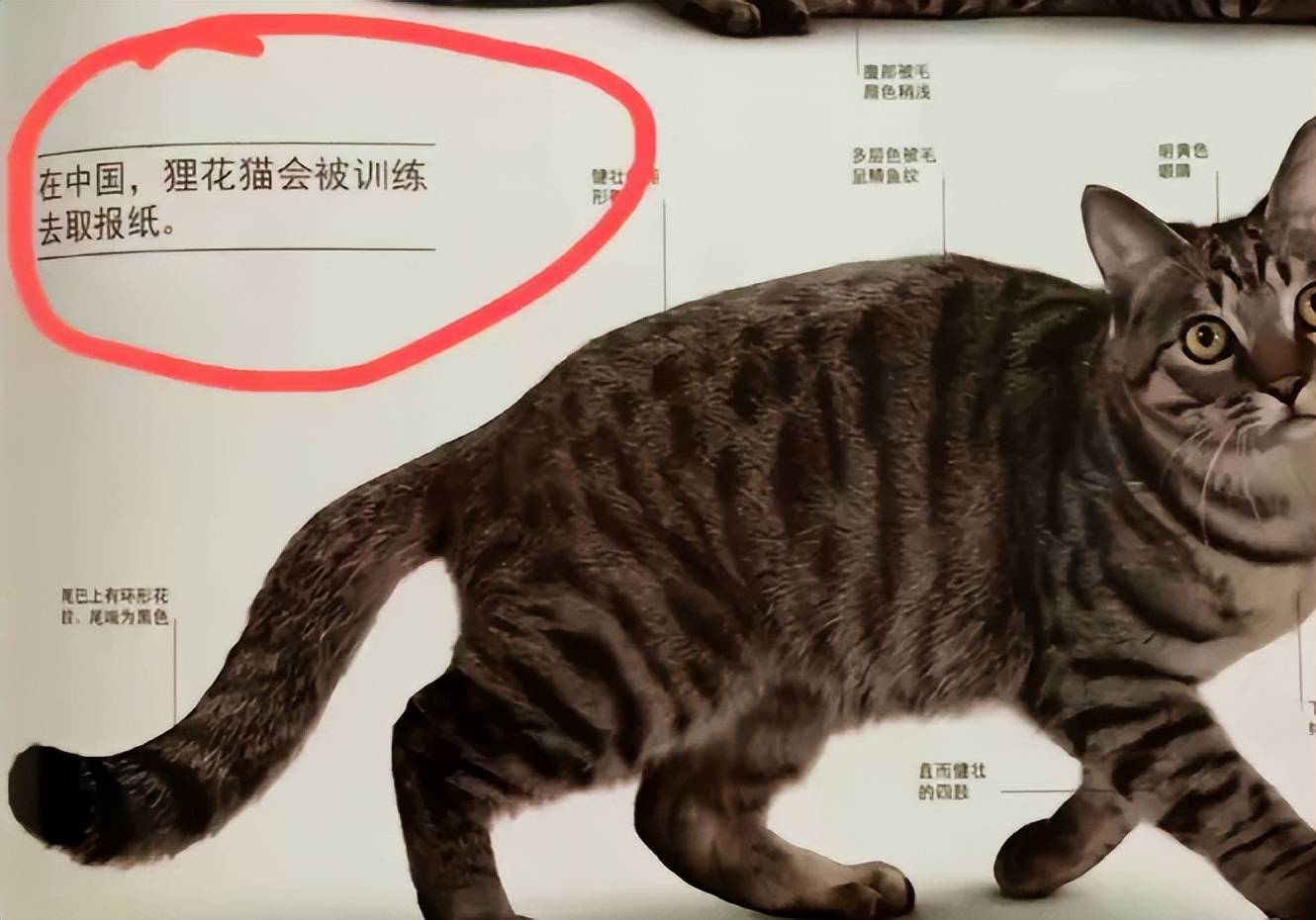 猫咪花纹叫法图片