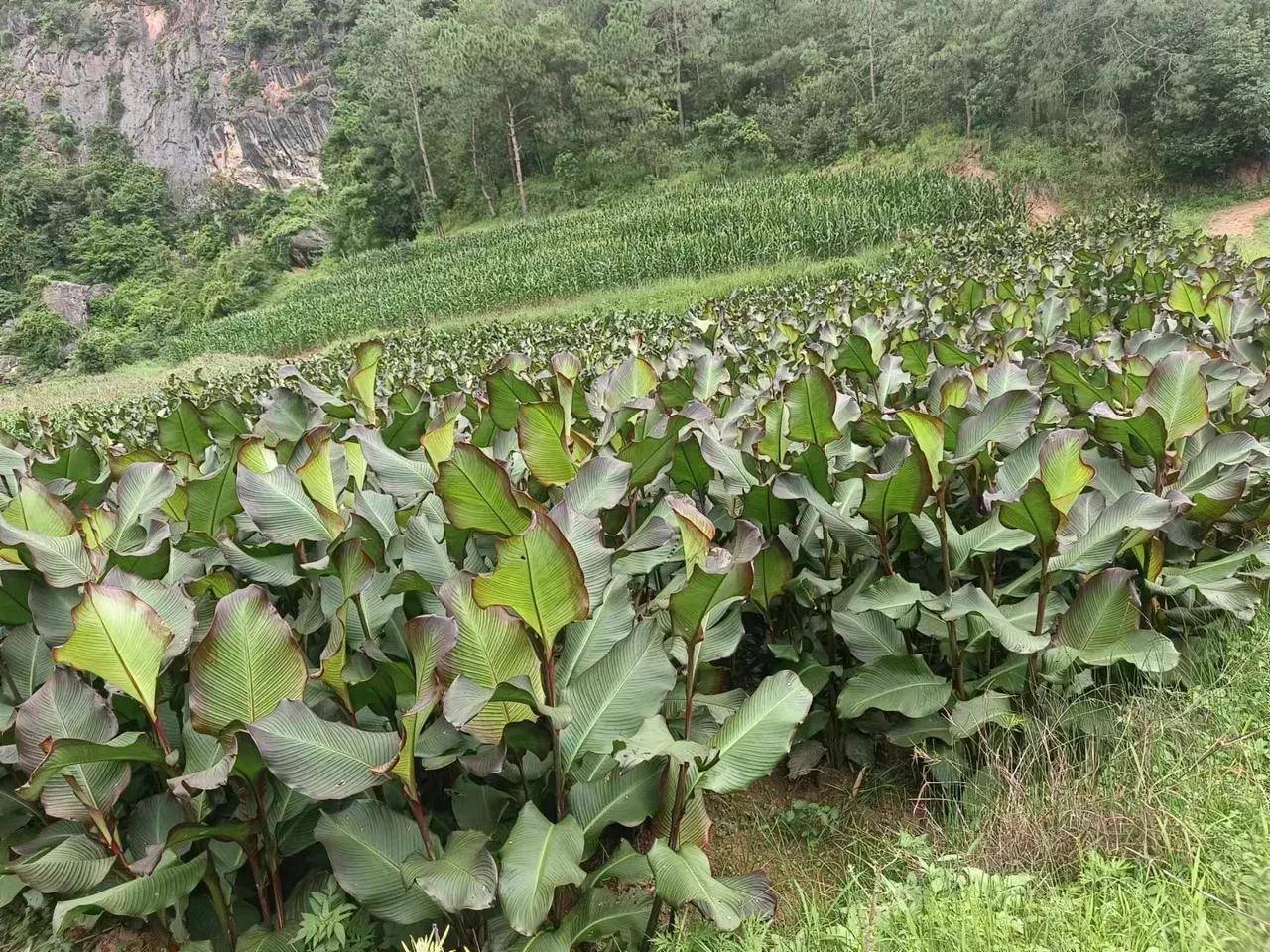 云南芭蕉芋长势喜人且枝繁叶茂 饱含淀粉造福一方被称植物界英雄