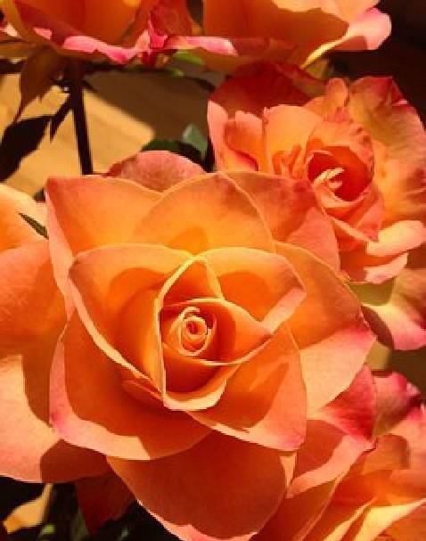 简短而深刻的情感句子，优美有内涵，每句话都描述着人生