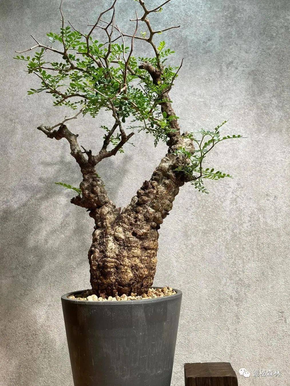 潮流块根——象足漆树(operculicarya pachypus)_马达加斯加_植物