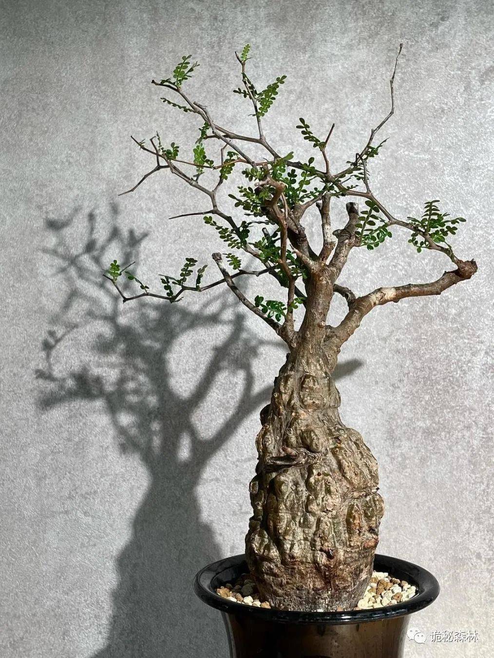 潮流块根——象足漆树(operculicarya pachypus)_马达加斯加_植物