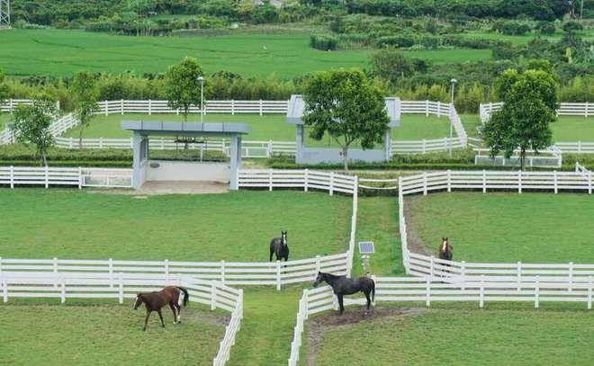广州从化马场运营5周年:超2.