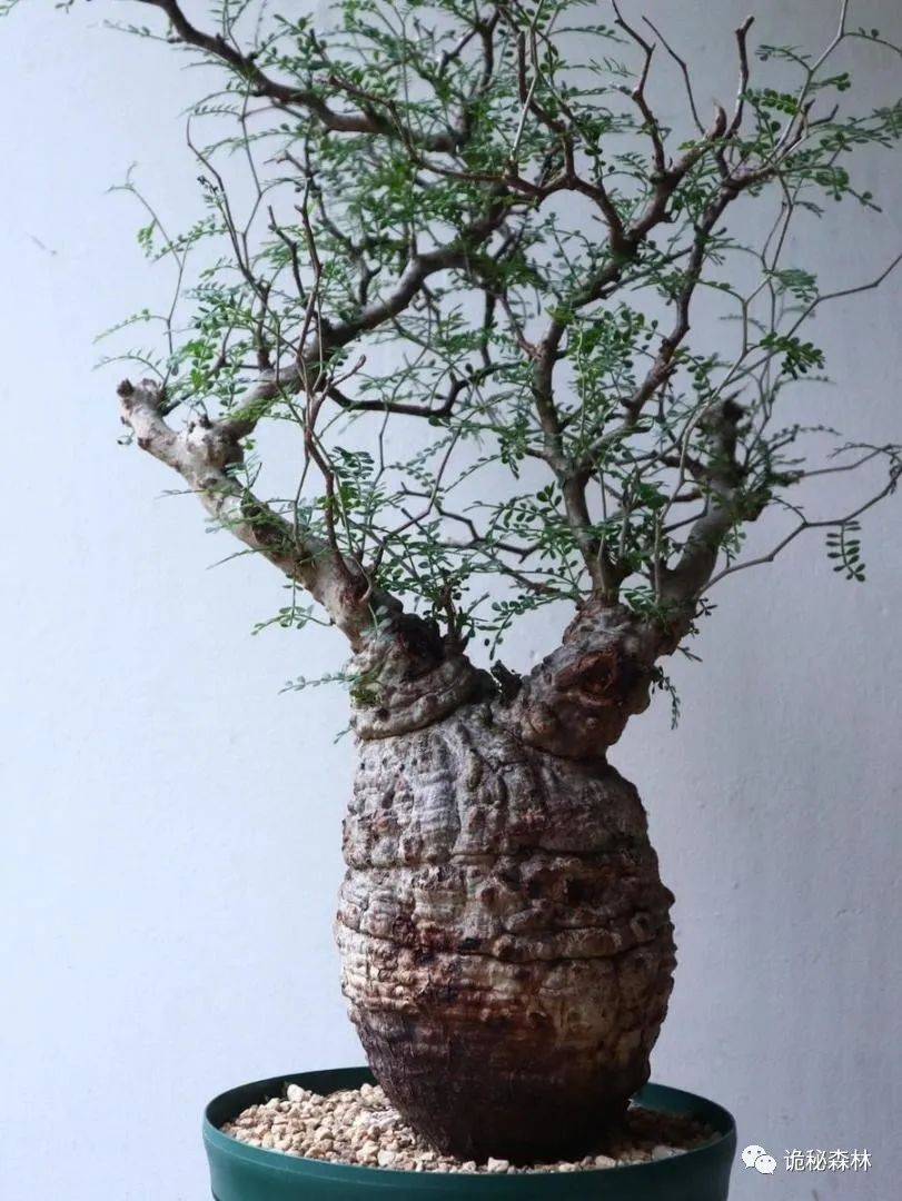 潮流块根——象足漆树(operculicarya pachypus)_马达加斯加_植物