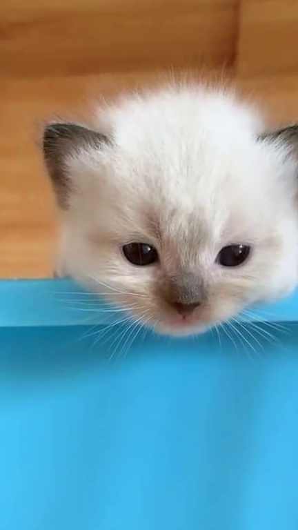 狗狗在院子里晒太阳,遇到流氓猫想过来喝奶 狗狗在院子里晒太阳,遇到流氓猫想过来喝奶
