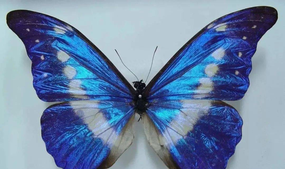 蝴蝶和飞蛾身上的粉末有毒?老人常说粉末进嘴变哑巴,是真是假?