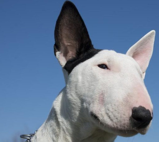 你知道网红和"孙红雷脸"狗的名字吗?_症状_治疗_新品种