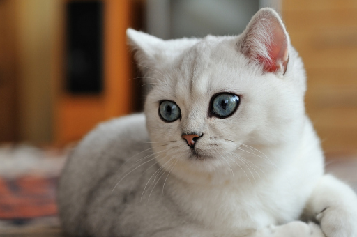猫咪与铲屎官怄气的4个表现，它是个暴脾气，别轻易去招惹！