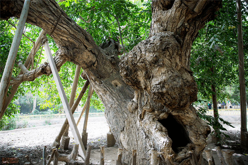 新疆一棵千年核桃树,一年结核桃6000多颗,一颗最高能卖到2000元_树干