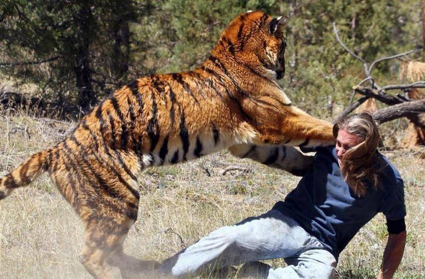 7年袭击436人,被列入世界纪录的母老虎_食人_人类_历史