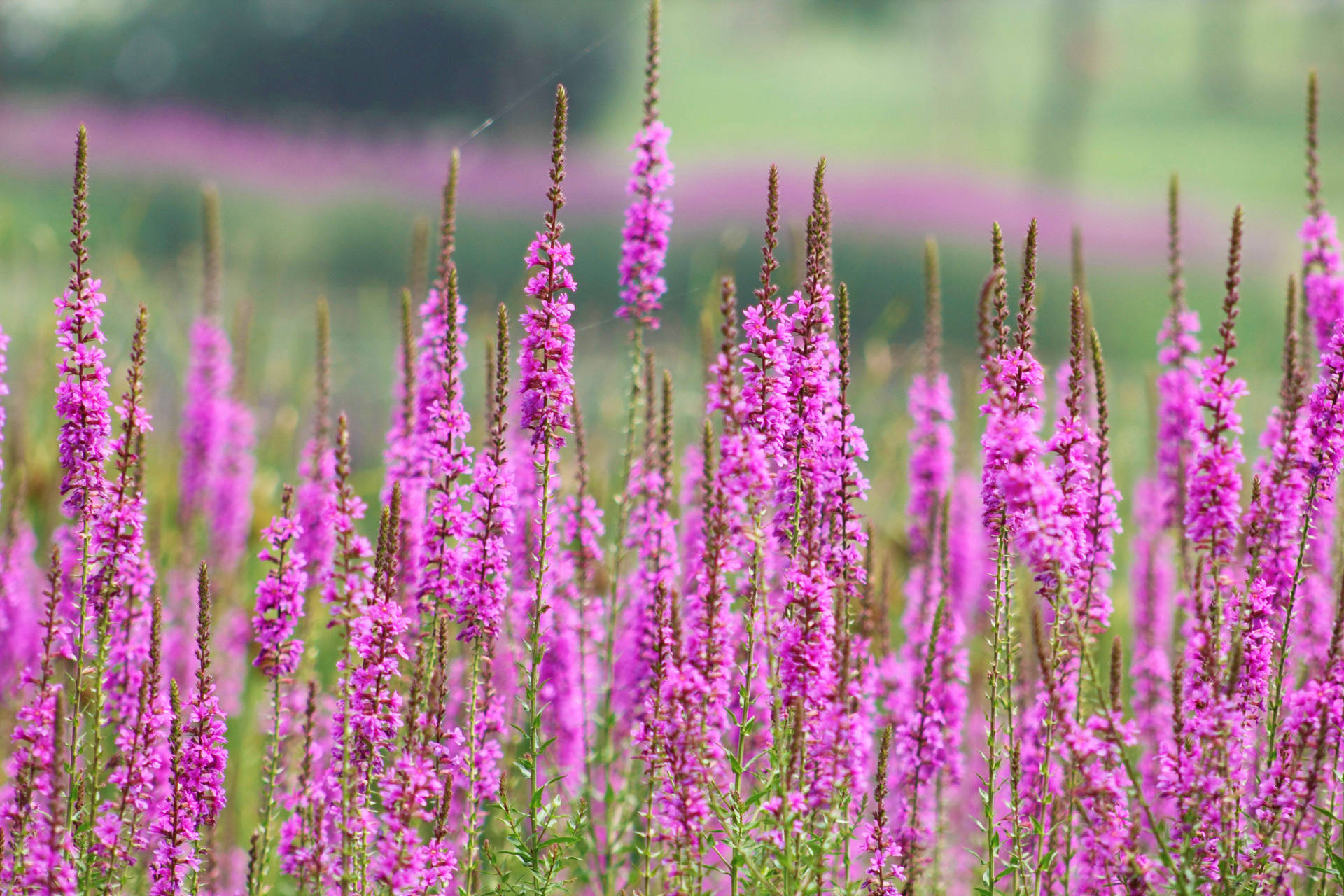 "老婆,我错了,不会再做对不起你的事了""晚了,我不爱你了"_林峰_小云