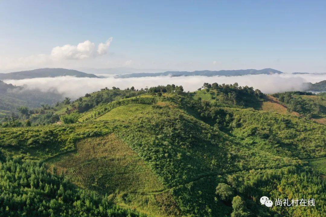 勐海茶区山头排名图片