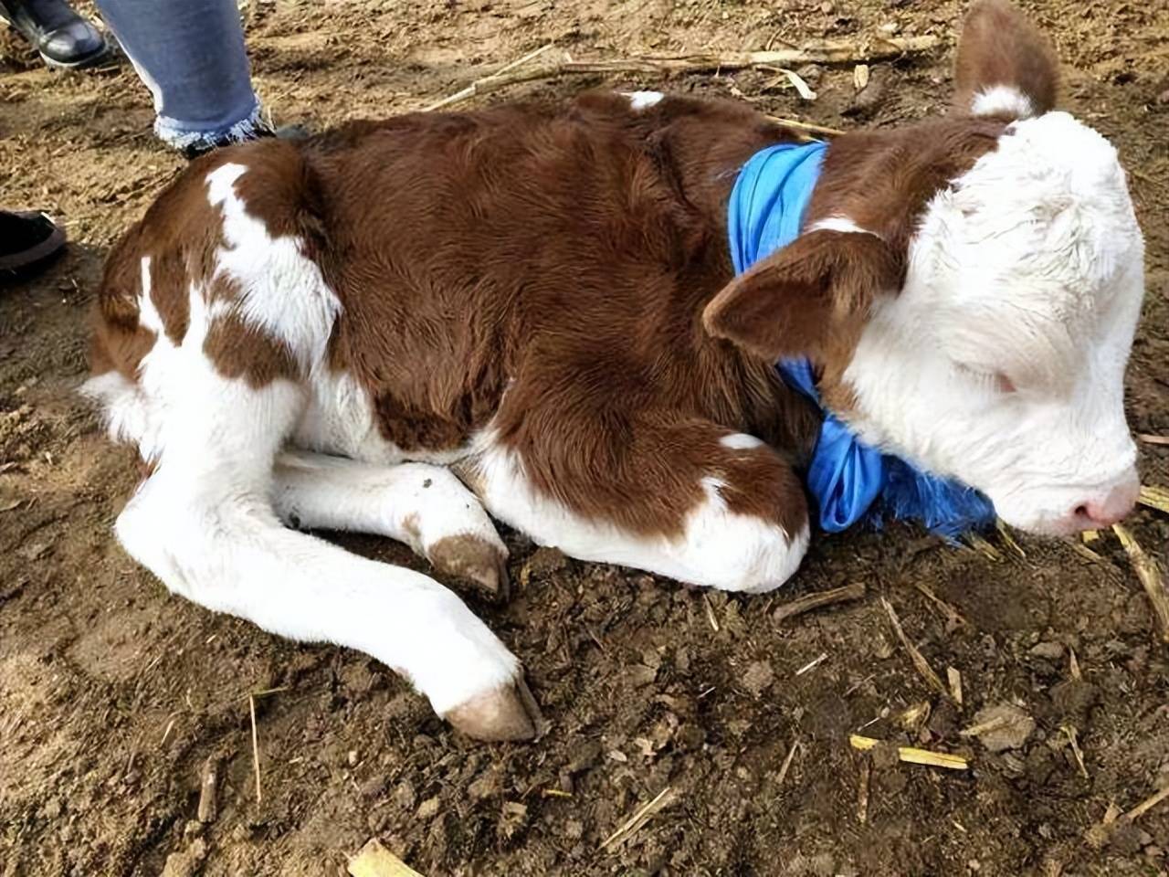 牛犊腹泻原因及治疗方法,快收藏!_环境_进行_消毒