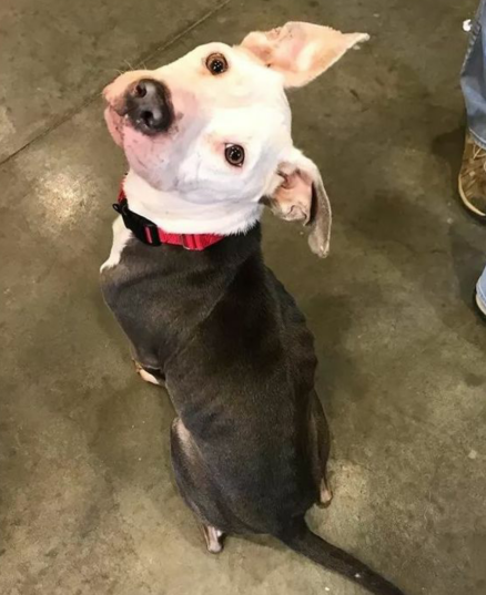 白头黑身的牛头梗,被宠主认为不吉利而丢弃,被领养后露出笑容!