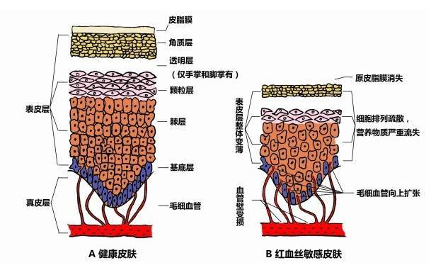 人体表皮细胞结构图图片