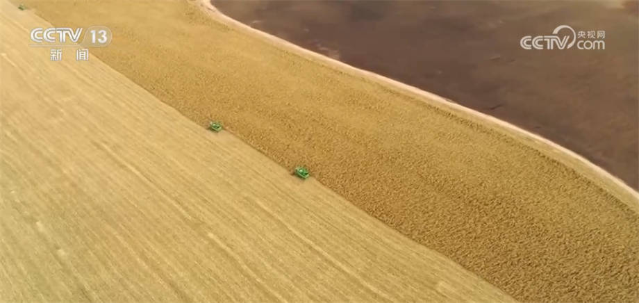今年黑龙江秋粮丰收在望 特色农业+观光农业助力农民增收