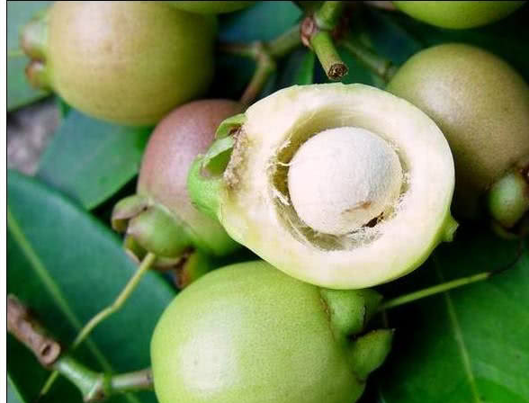 不过在农村,像是水蒲桃这种果子可是非常常见的,只是