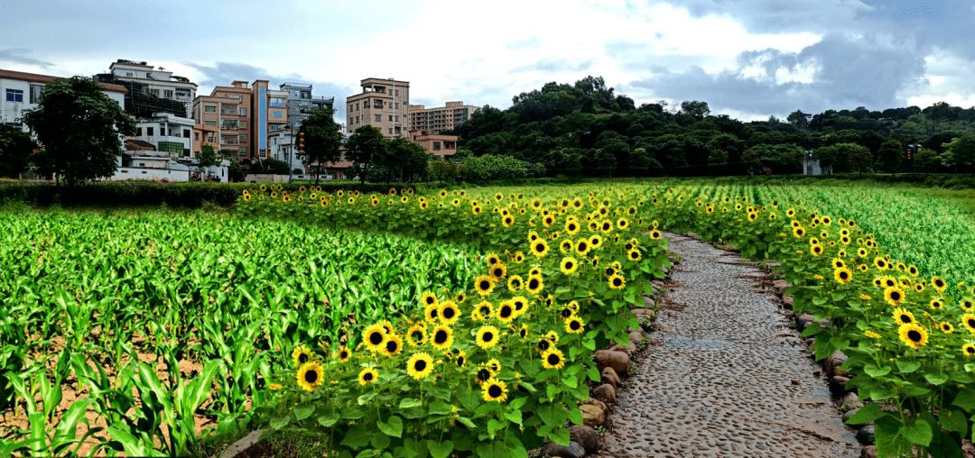 东莞茶山镇寒溪水村街坊,你村的重点项目有新进展!_发展_建设_产业