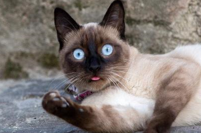 我养的是狗还是猫？暹罗猫一生只认一个主人，还是猫界大话唠