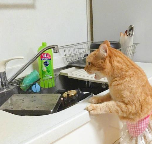 橘猫为了这个家操碎了心，能养只这样的猫，铲屎官太幸福了 