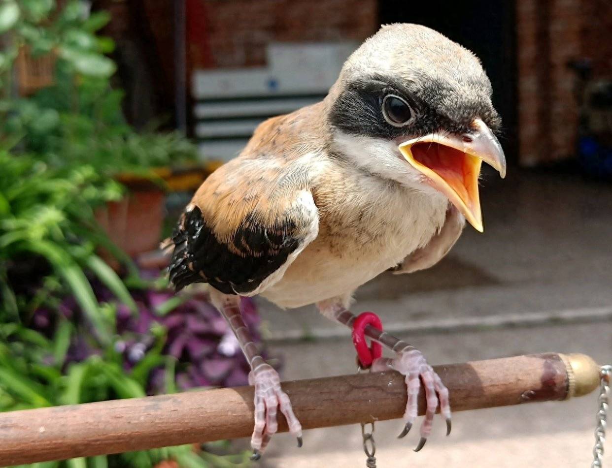 鸟界的屠夫却被称为益鸟?背后的秘密揭晓