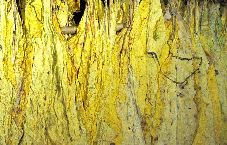 烤制出的烟叶表面存在非基本颜色斑块,包括轻度阴筋,蒸片,局部挂灰,全