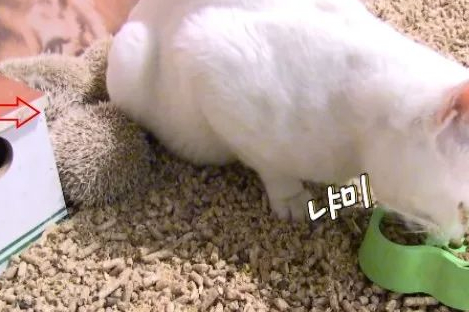 猫咪偷吃火腿肠,然后嫁祸给小猪 猫咪偷吃火腿肠,然后嫁祸给小猪