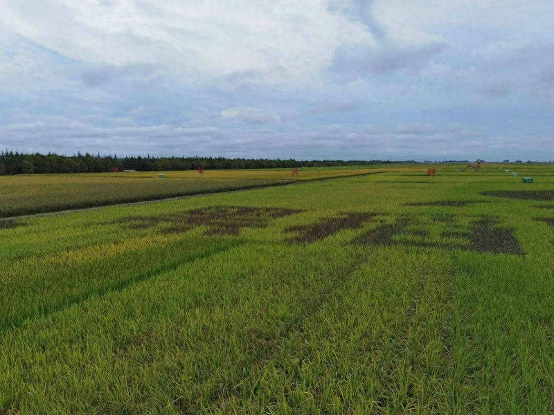 2023庆阳农场黑米系列产品品鉴及展销推介会在闫家岗农场举行_产业