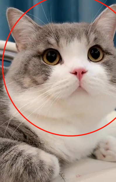 猫咪被主人捏脸后，小模样超可爱