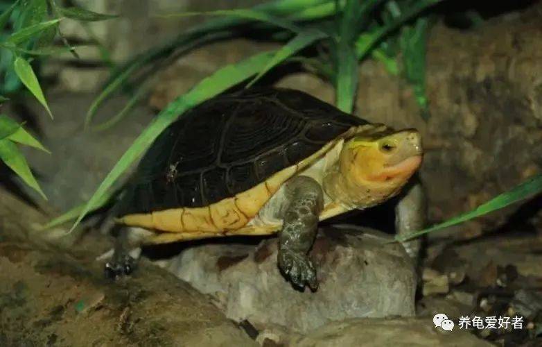黄缘闭壳龟：适合国内家庭饲养的独特龟种