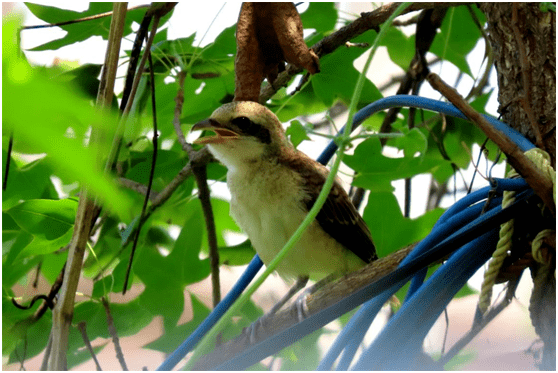 "屠夫鸟"伯劳美图欣赏 | 物种图册_幼鸟_霍岱珊_整理