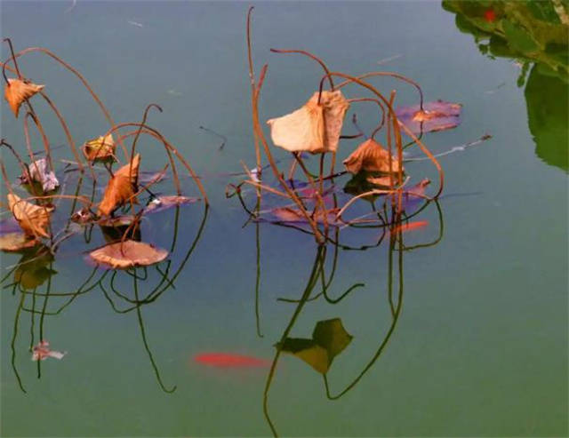 赵亚宣:秋风吹白波 秋雨鸣败荷_生命_岁月_长河