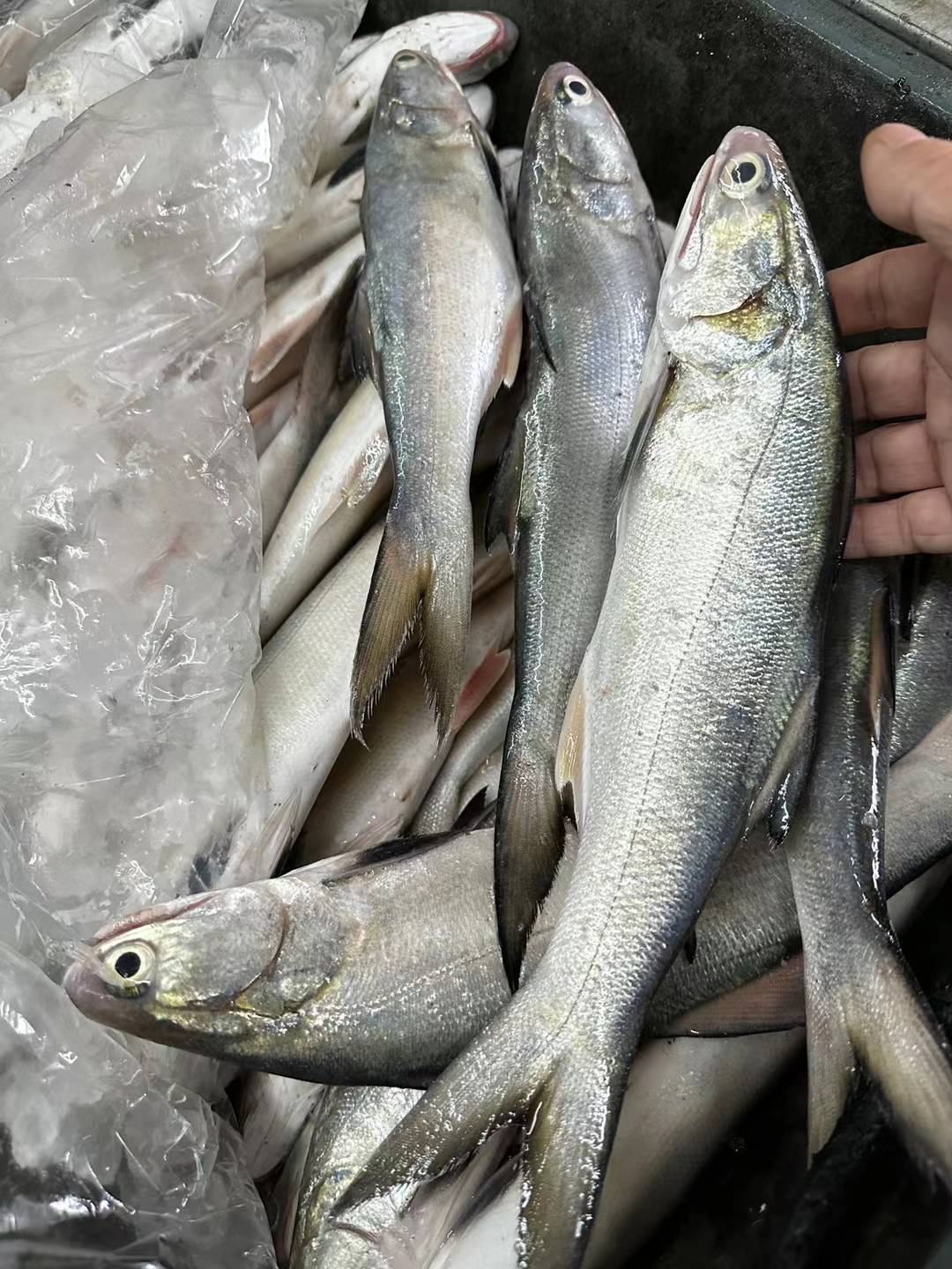 尝遍野生午鱼的千层美味,你也能成为海中贵族!