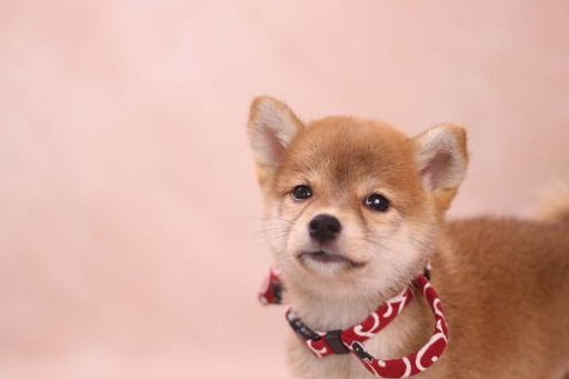 一个月花费多少?上班族养得起柴犬吗?_价格_血统_赛级犬