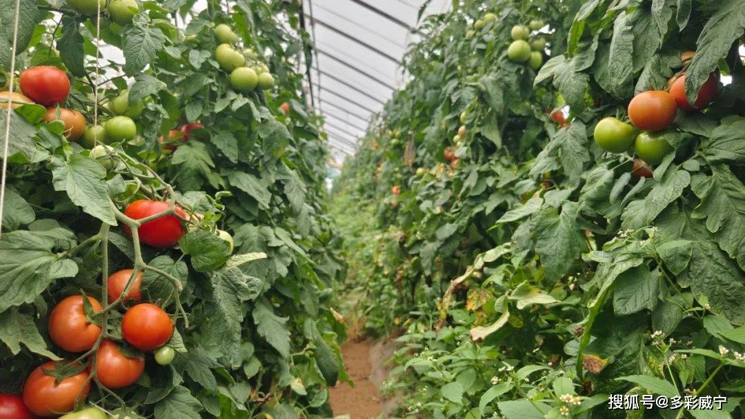 贵州威宁:雄山产业兴百姓富 乡村振兴有门路_西红柿_街道_温室大棚