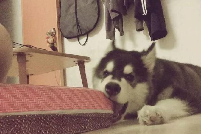 大型犬阿拉被泰迪揍，回家找主人求安慰，铲屎的见状竟笑出了声